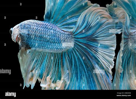 25 Siamese Fighting Fish Ideas Siamese Fighting Fish Betta Fish