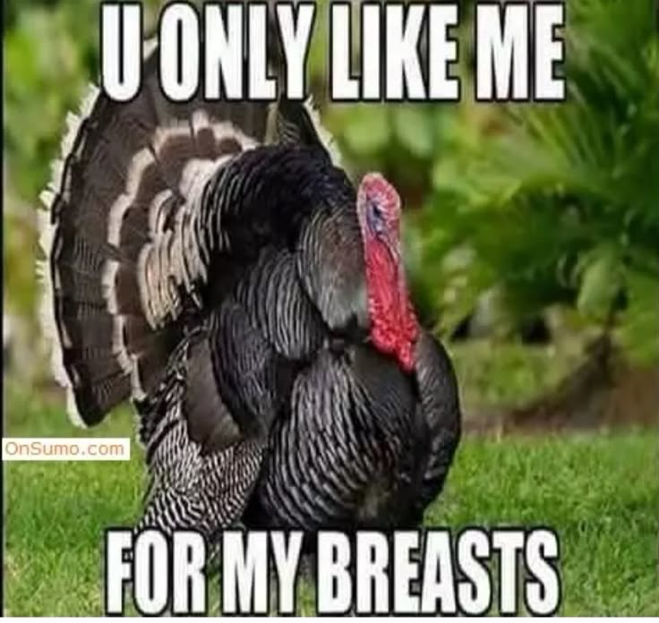 40 Funny Happy Thanksgiving Day Memes 2023 Happy Thanksgiving Funny