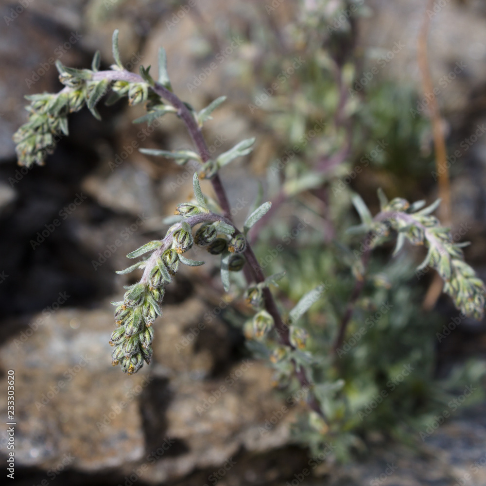 Alpine Wild Flower Artemisia Genipi Weber Artemisia Spicata Photo Taken At An Altitude Of