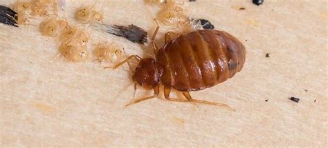 Bed Bugs And Landlords Can Your Landlord Hold You Responsible