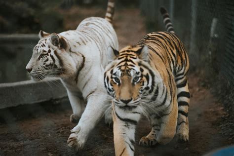 Catty Shack Ranch Wildlife