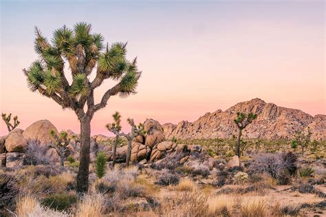 City Of Joshua Tree