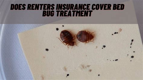 Does Renter Amp 39 S Insurance Cover Bed Bugs Hunker