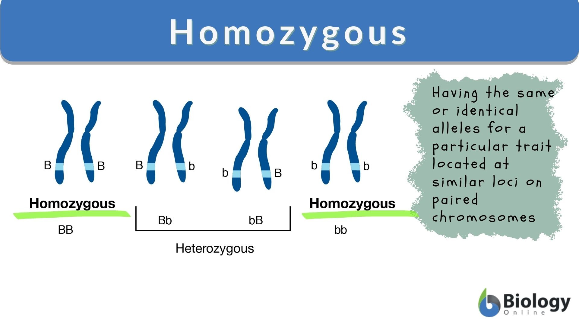 Homozygous Definition And Examples Biology Online Dictionary