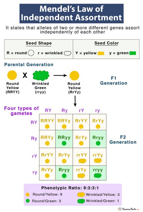 Introduction To Mendel S Law Of Independent Assortment