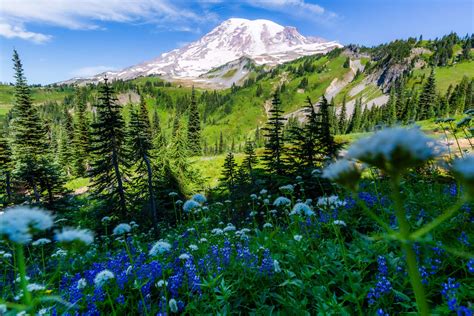 Is Mount Rainier Worth Visiting 5 Reasons You Ll Be Amazed Here