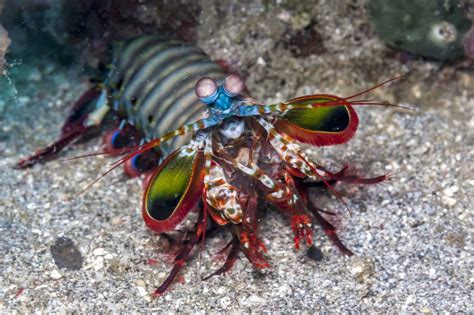 Mantis Shrimp Punch Force