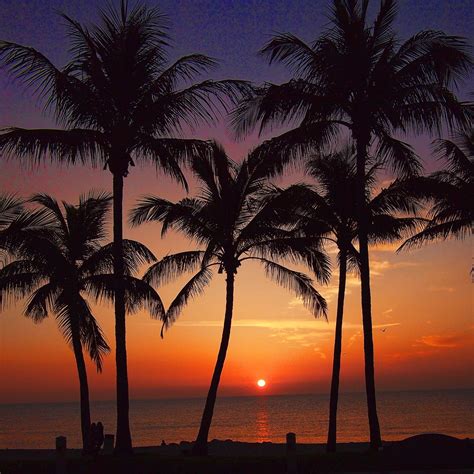 North Palm Beach Sunrise Palm Trees