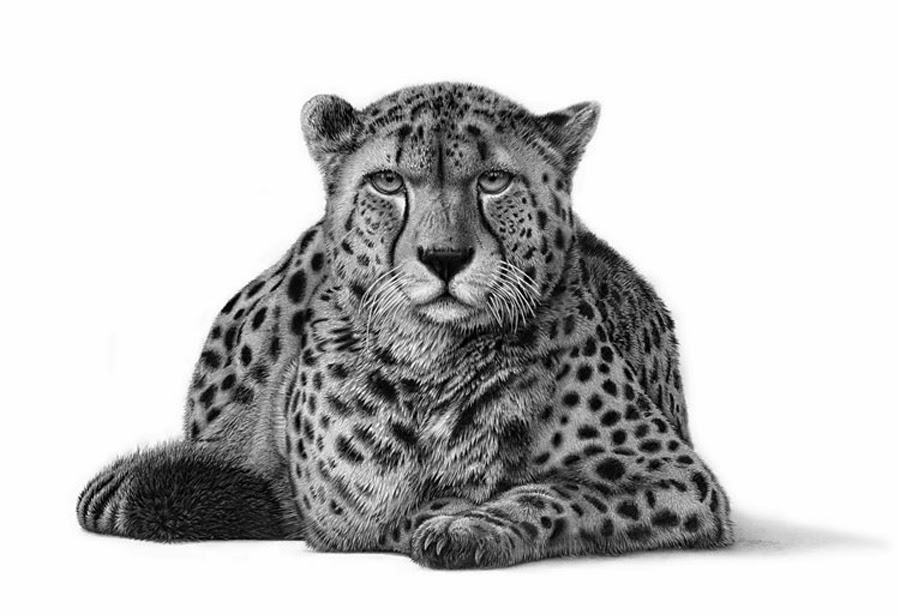 Pencil Drawing Cheetah Pencil Drawings Of Animals Realistic Animal