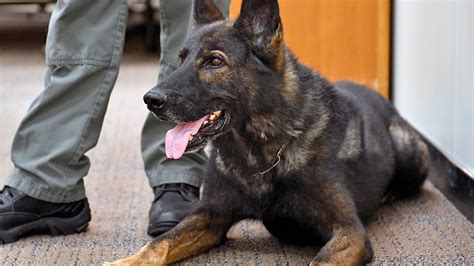 Retired U S Air Force Military Working Dogs Available For Adoption