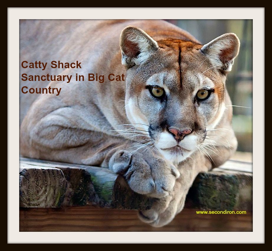 The Catty Shack Ranch Wildlife Sanctuary Big Cat Rescue