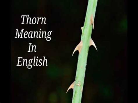 Thorn Meaning In English With Sentences Spelling And Picture Youtube